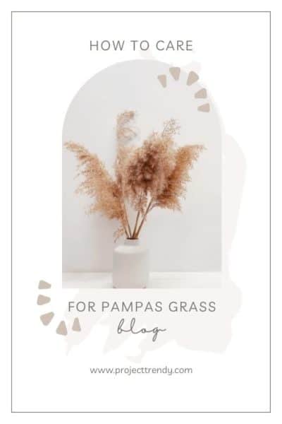 How to Care for Pampas Grass Pin