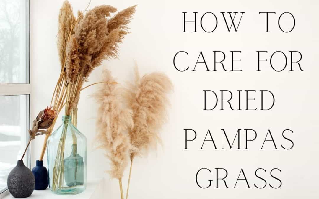 How to care for dried pampas grass