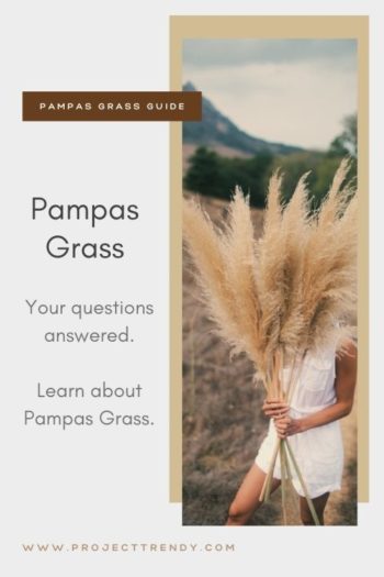 Pampas Grass Questions Answered
