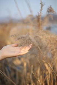 Pampas Grass Field