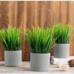 Dead Space 3 pack grass plant idea for kitchen wall decor